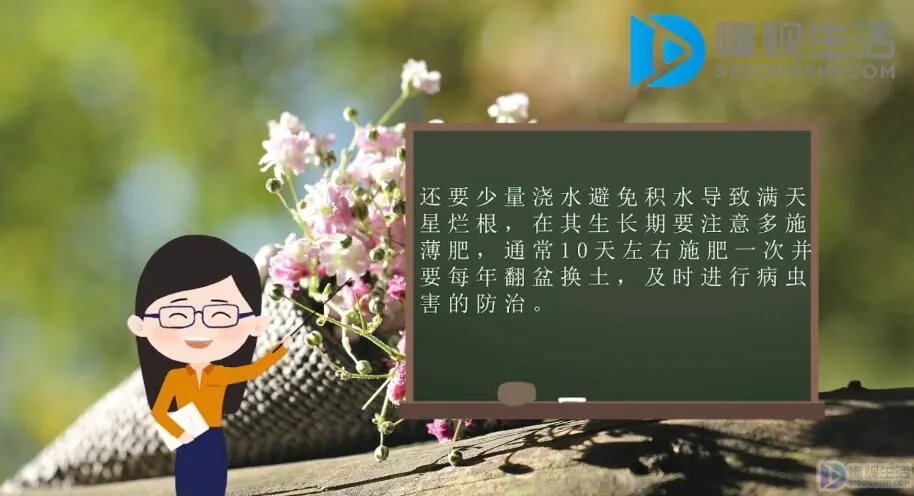 买回来的满天星怎么养