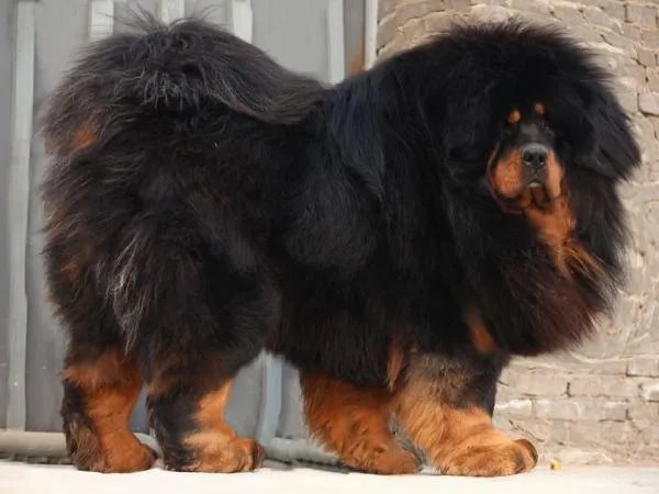 一度藏獒网的介绍