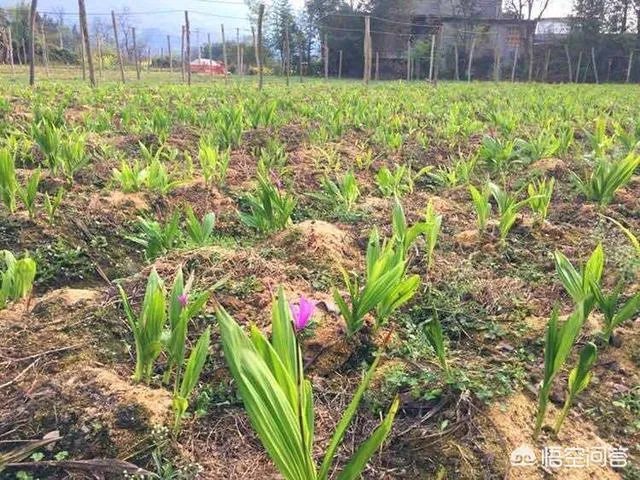 白芨种植前景如何?