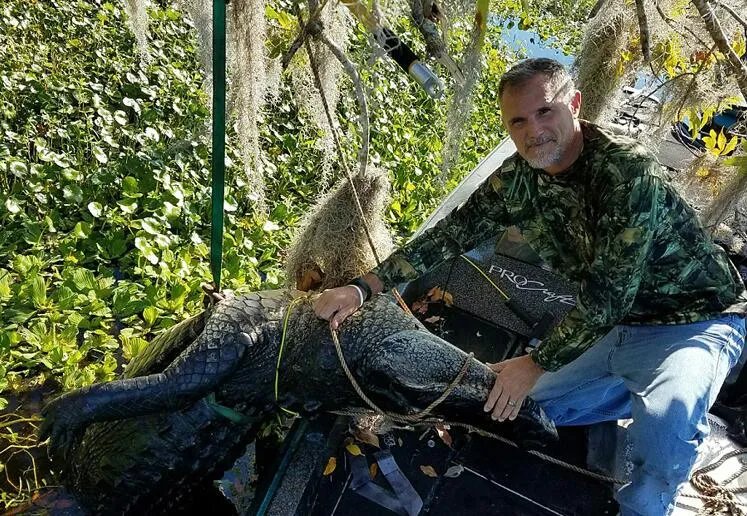 猎人捕巨型短吻鳄 身长大约4米