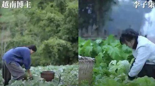 李子柒的作品被抄袭,她是怎么维权的?