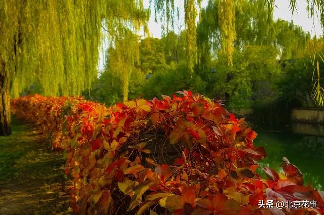 爬山虎巴在墙上如何摄影好看顺眼？