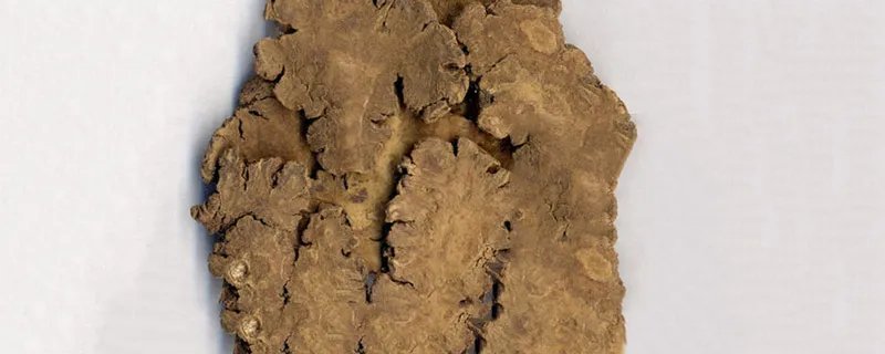 川芎的功效与作用 川芎图片