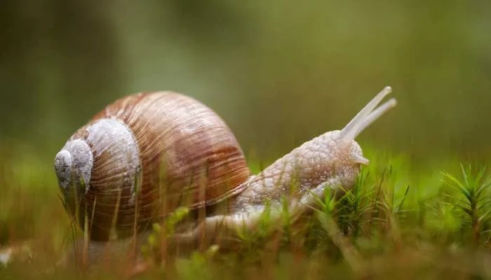 蜗牛有多少颗牙齿 蜗牛有多少颗牙齿
