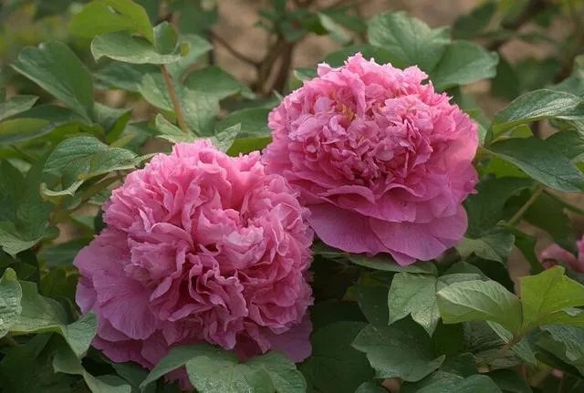 菏泽牡丹很有名么?