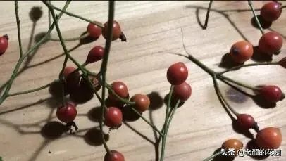 金樱子和山木香有什么区别？