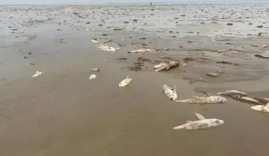 鄱阳湖湖床干涸草枯鱼死，20人自费转运万鱼到赣江，当时的情况是怎样的？