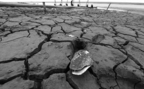 鄱阳湖湖床干涸草枯鱼死，20人自费转运万鱼到赣江，当时的情况是怎样的？