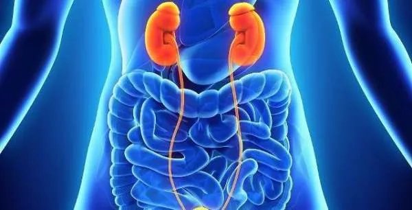 肾上腺素红百度百科