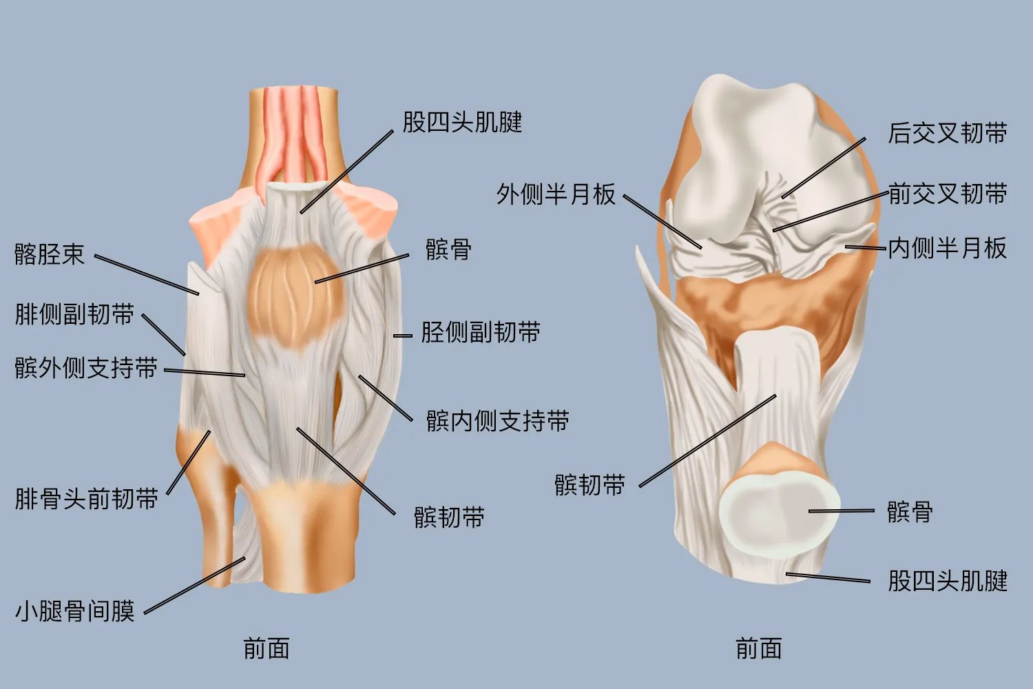 正常膝关节图片
