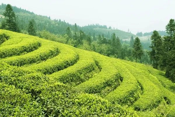 亚热带季风气候特点