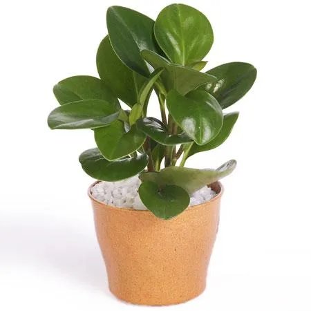 怎么养殖橡皮树？