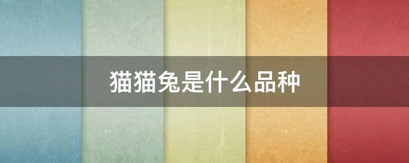 猫猫兔是什么品种