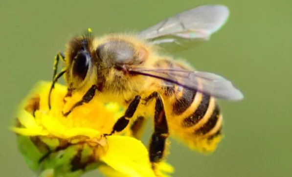 五年级第二课小练笔写蜜蜂怎么写？