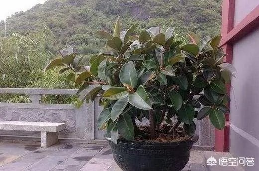 怎么养殖橡皮树？