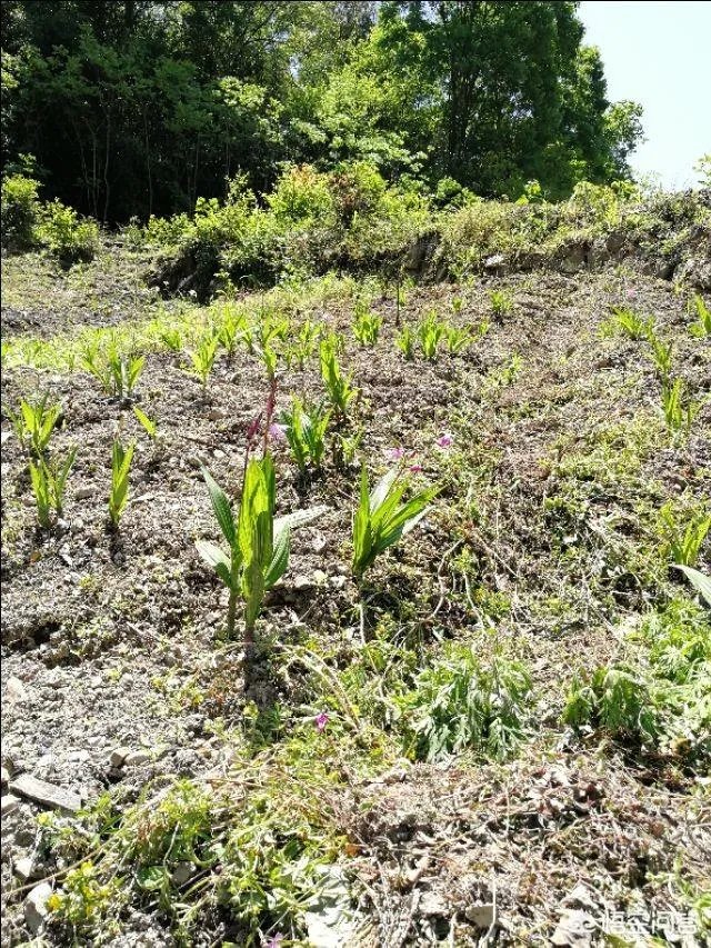 白芨种植前景如何?