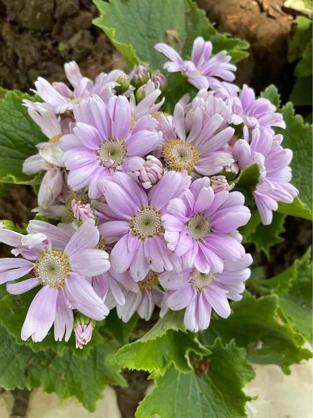 大四男生带娃回学校,舍友全成“奶爸”,大学生生娃你怎么看?