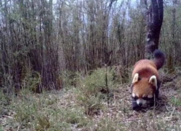 四川发现褪色小熊猫，小熊猫为何会褪色？