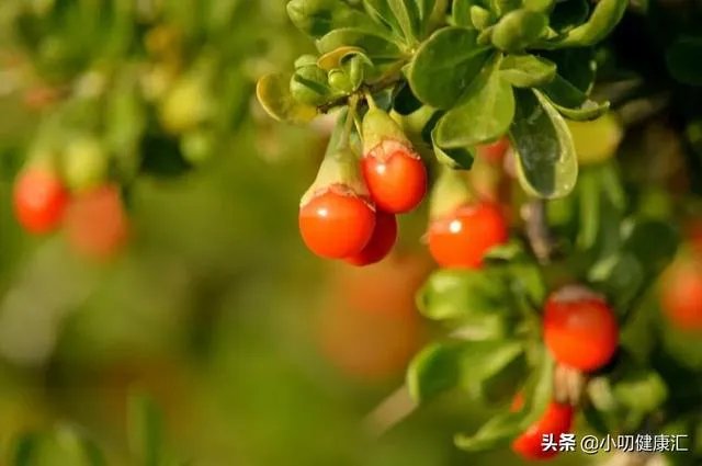 什么叫地骨皮？