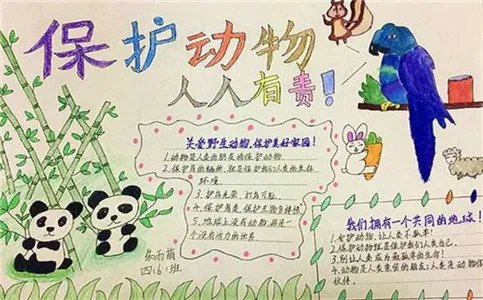 保护动物手抄报简单好看