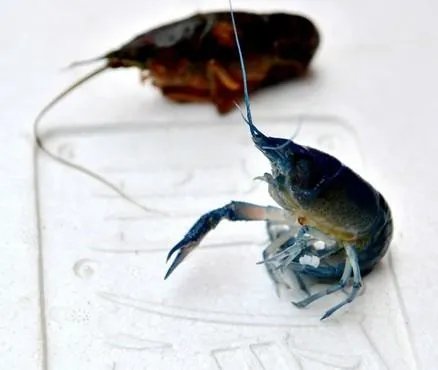 江苏现蓝色小龙虾是怎么回事？