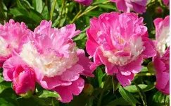 高三男生豆腐上雕出牡丹花，这得有多好的刀功？