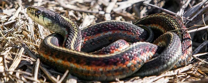 打蛇打七寸的七寸是指那个部位 打蛇打七寸的七寸是指哪里