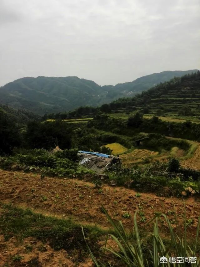 用梯田老式水稻收割机,为什么有的人喜欢边割边脱粒,而不是先割晒一些然后再脱粒?