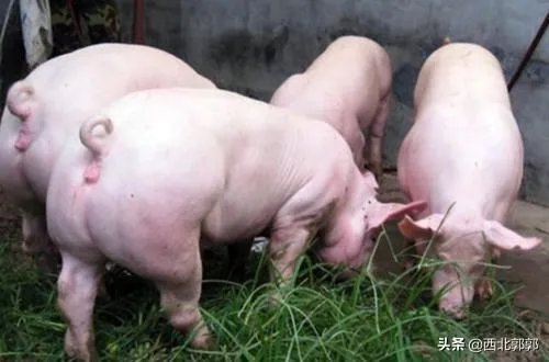 搞养殖业，养羊、养猪、养牛哪个好？为何？