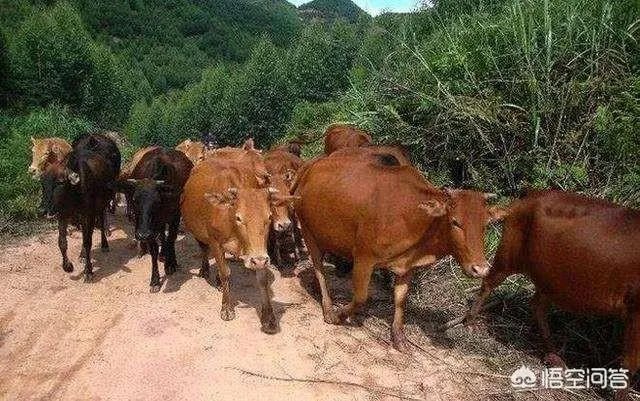 搞养殖业，养羊、养猪、养牛哪个好？为何？