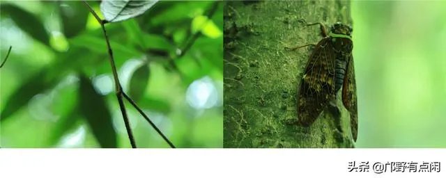 成都青城山好玩吗？