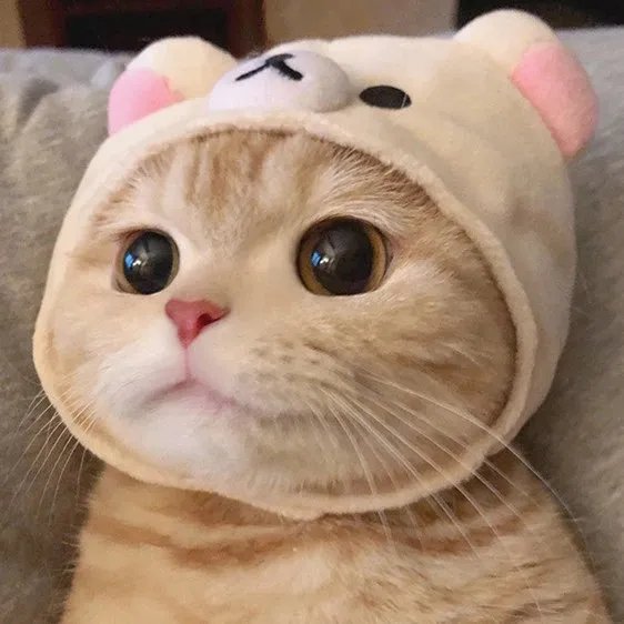 烟台滨海投资日租房是传销吗？