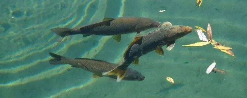 鱼都有什么种类