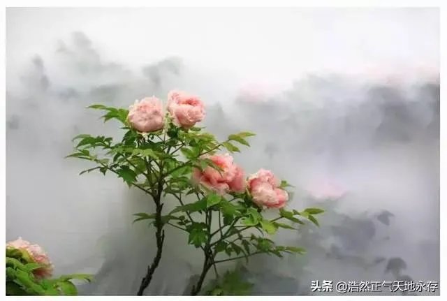菏泽牡丹很有名么?