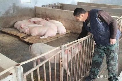 猪价连续下跌九天了，是什么原因造成猪价大跌，何时能上涨？