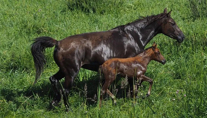 马肉能吃吗 马肉怎么吃