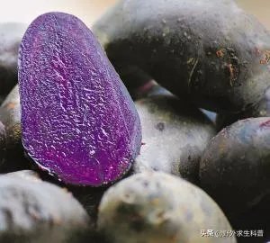 黑土豆有什么生长特性？如何进行种植管理？