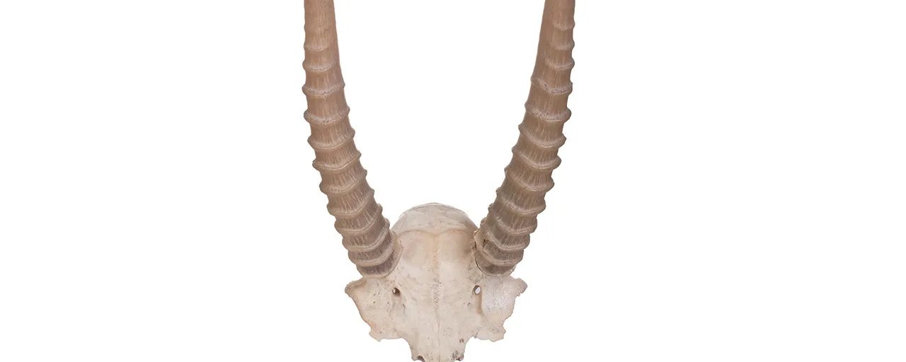 羚羊角的功效与作用