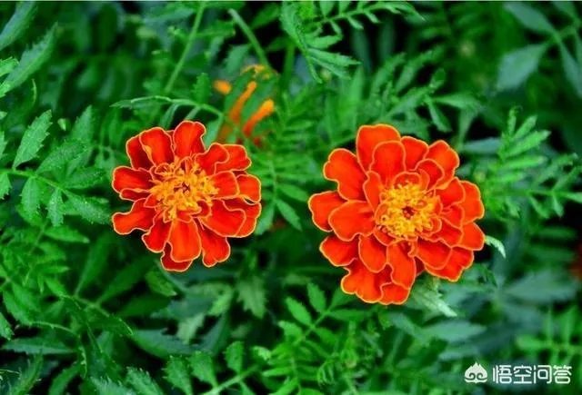 世界上种植万寿菊最多的地方在哪里？面积有多少？