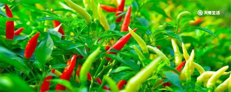 辣椒什么时候传入中国