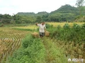 用梯田老式水稻收割机,为什么有的人喜欢边割边脱粒,而不是先割晒一些然后再脱粒?