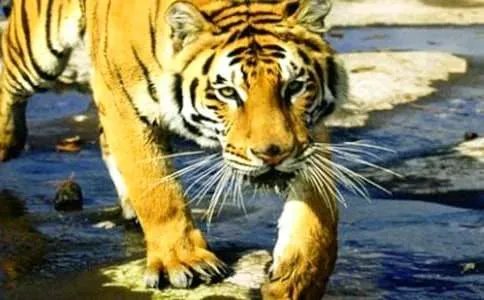 孕妇梦见老虎的原因