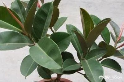 怎么养殖橡皮树？