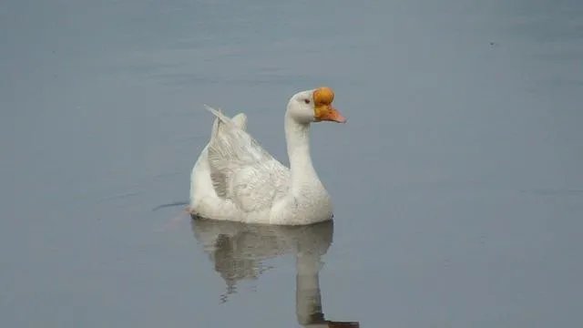 鹅的祖先是什么动物?