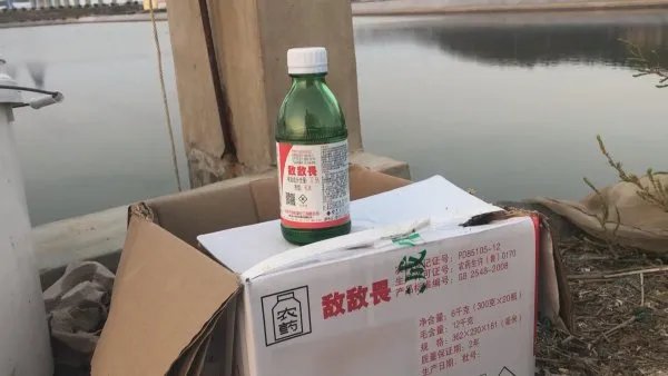 即墨海参违规养殖3人被控制,山东即墨海参存在哪些问题?