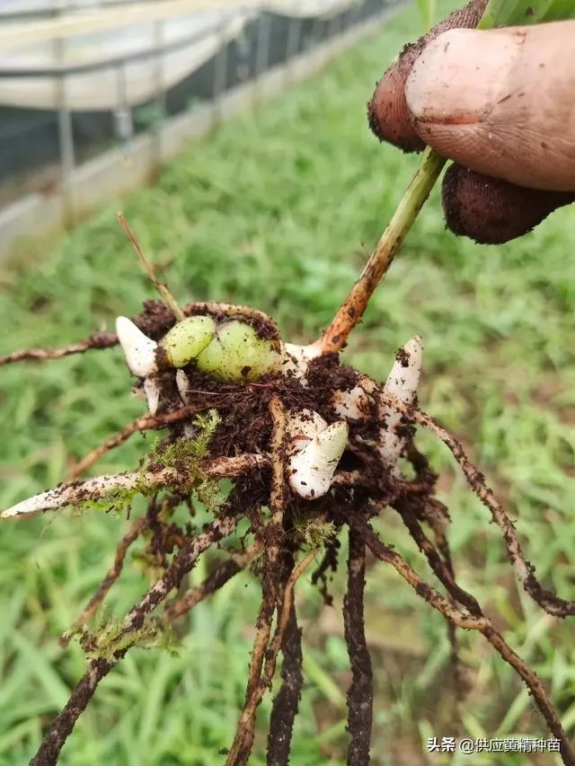 白芨种植前景如何?