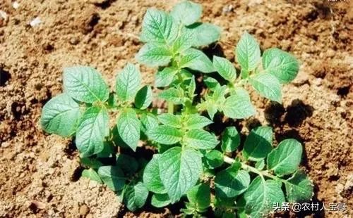 黑土豆有什么生长特性？如何进行种植管理？