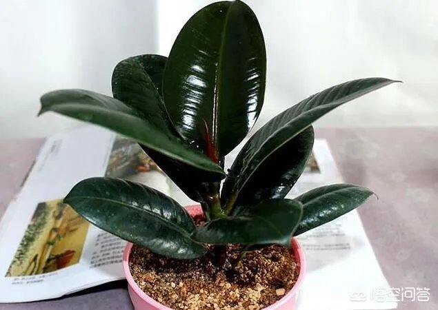 怎么养殖橡皮树？