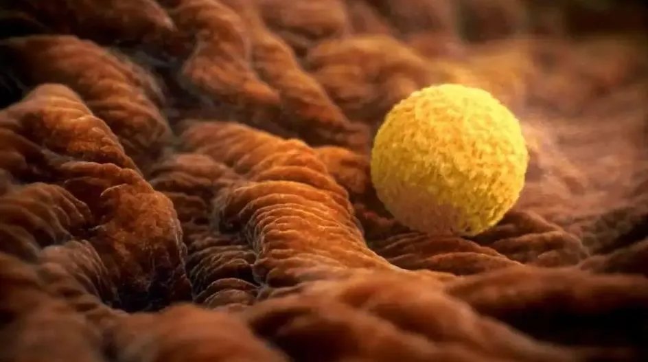 试管价格一览表-2023年湖北供卵试管男男收费标准，内附捐卵价格一览表！