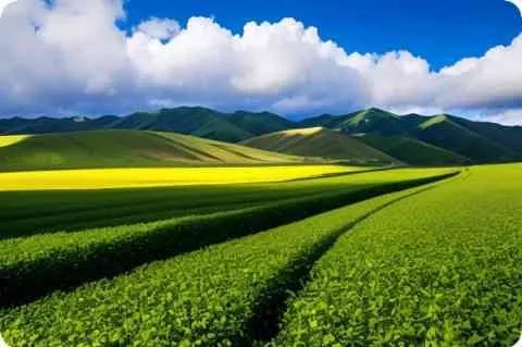 天马航空详细资料大全